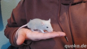 Rattenwelpen Jungs Böcke Männchen