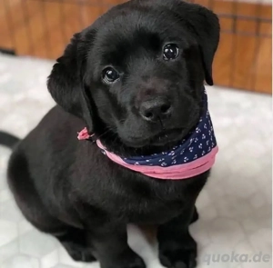 Wunderschöne Labrador-Welpen (Rüden & Hündinnen) abzugeben  