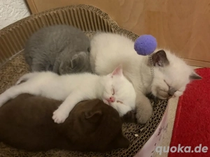 Wunderschöne reinrassige BKH Kitten abzugegen