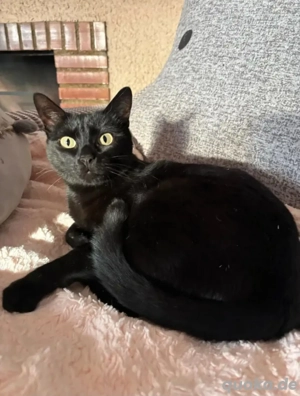 Roma Panthermädel sucht chillige Familie