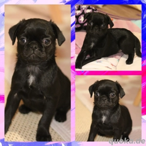 ICH DARF AUSZIEHEN! Eine Wunderschöne reinrassige Mops Welpe Hündin Schwarz