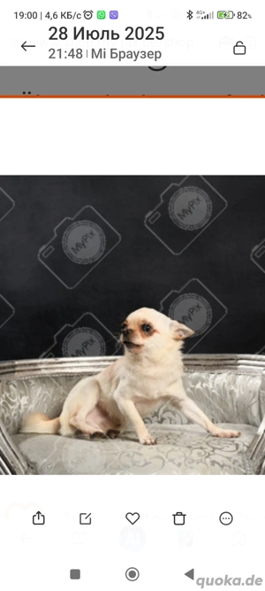 Chihuahua-Deckrüde (nicht zu verkaufen) Bild 2
