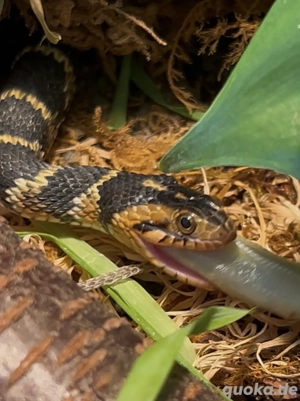 0.1 nerodia fasciata   Schwimmnatter 