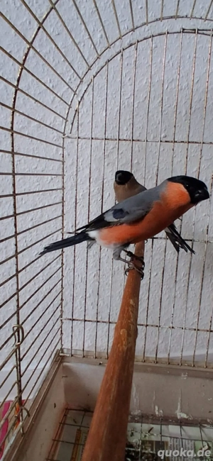 europäische Dompfaff Vögel 