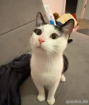 Hauskatze(Mix 1Jahr) kastriert 