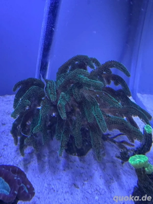 Koralle Seriatopora caliendrum grün