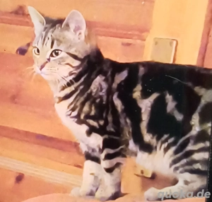 Sumi, kleine Bengalin