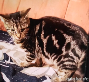 Sumi, kleine Bengalin