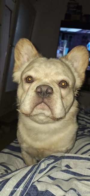 Französische Bulldogge Flaffy
