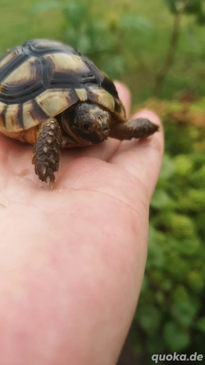 testudo marginata 2022 und 2025