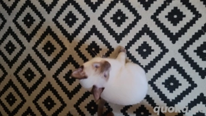 Siam babykatzen 5 Monate alt 