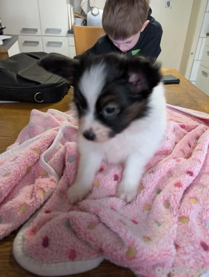 Papillon Welpen Rüden 