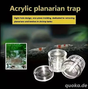 Hochwertige & effektive Planarienfalle (8-Loch) ohne CHEMIE! NEU Meerwasser Süßwasser Aquarium Bild 3