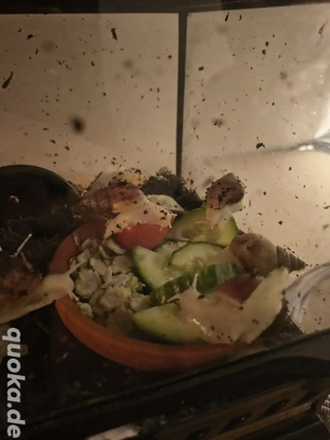 Lissachatina Fulcia " White Jade"