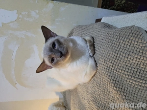 Siam Lila-Point 12 Monate alt 