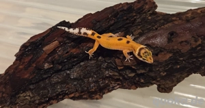 Leopardgecko Nachzuchten Jungtiere 2025