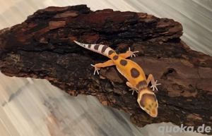 Leopardgecko Jungtiere 2024 abzugeben