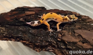 Jungtiere Leopardgecko 2025  Bild 5