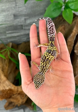 Leopardgecko Weibchen - Nachzucht aus 2025 - Eublepharis macularius