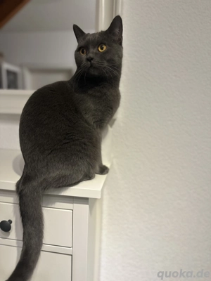 Reinrassige  BKH-Kitten suchen ein liebevolles Für-immer-Zuhause