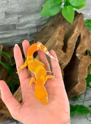 Leopardgecko Männchen - Nachzucht aus 2025 - Eublepharis macularius