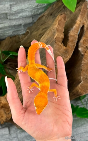 Leopardgecko Männchen - Nachzucht aus 2025 - Eublepharis macularius