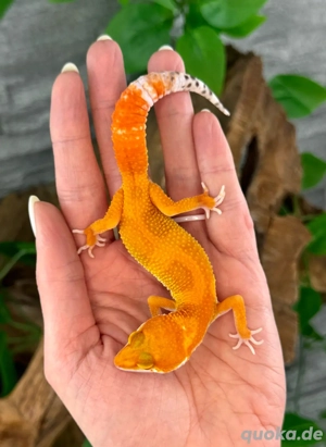 Leopardgecko Weibchen - Nachzucht aus 2025 - Eublepharis macularius