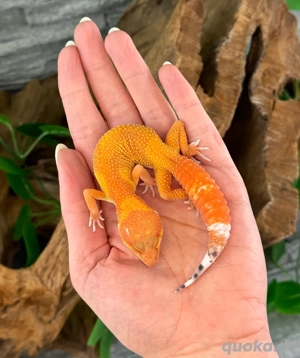 Leopardgecko Weibchen - Nachzucht aus 2025 - Eublepharis macularius