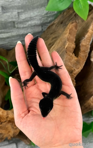 Leopardgecko Weibchen - Nachzucht aus 2025 - Eublepharis macularius