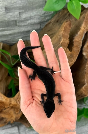 Leopardgecko Weibchen - Nachzucht aus 2025 - Eublepharis macularius