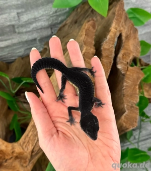 Leopardgecko Weibchen - Nachzucht aus 2025 - Eublepharis macularius