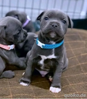 Entzückende Staffordshire-Terrier-Welpen