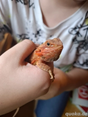 Bartagame weiblich (ca. 6 Monate) inkl. Terrarium & Zubehör abzugeben