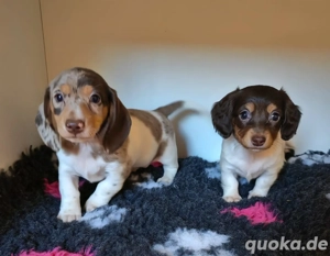 amerikanische Zwergdackel Welpen Dackel