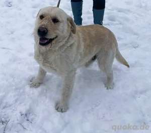Labbi Mix  TOM  voller Lebensfreude und Freundlichkeit Bild 2