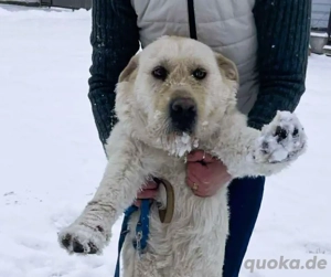 Labbi Mix  TOM  voller Lebensfreude und Freundlichkeit Bild 4