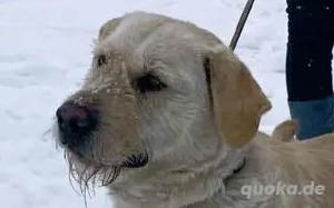 Labbi Mix  TOM  voller Lebensfreude und Freundlichkeit Bild 3