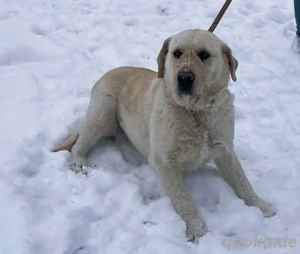 Labbi Mix  TOM  voller Lebensfreude und Freundlichkeit Bild 5
