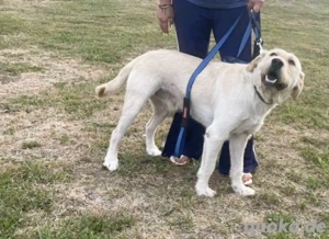 Labbi Mix  TOM  voller Lebensfreude und Freundlichkeit Bild 8