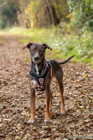 Charmanter, freundlicher Kelvin sucht seine Menschen  