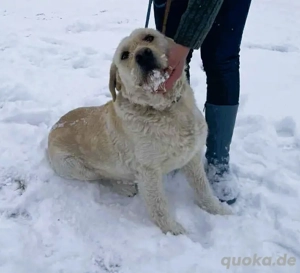 Labbi Mix  TOM  voller Lebensfreude und Freundlichkeit Bild 6