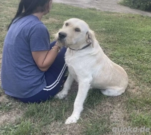 Labbi Mix  TOM  voller Lebensfreude und Freundlichkeit Bild 9