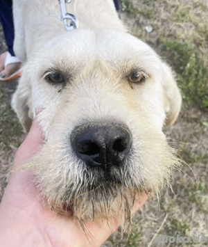 Labbi Mix  TOM  voller Lebensfreude und Freundlichkeit Bild 7