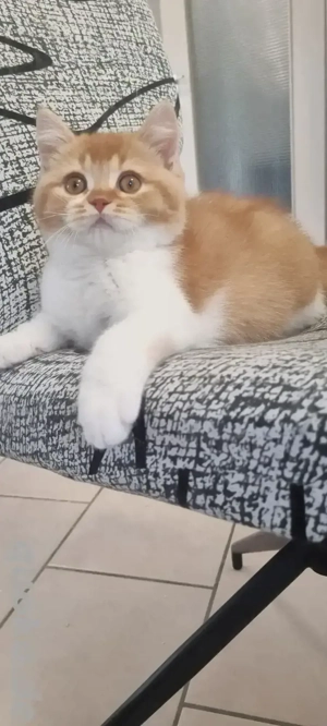 Kräftiges liebes BKH Katerchen in red white mit Ahnentafel