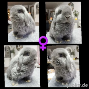 Minilop Zwergwidder Mini Lop 