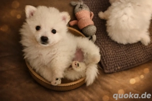 Zwergspitz  Kleinspitz Welpe 