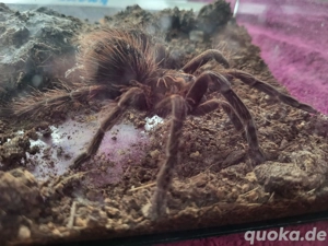 Pamphobeteus nigricolor 0.0.1