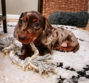 Männlicher Dackelwelpe sucht ein Zuhause für immer