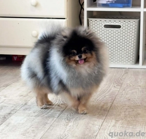 Pomeranian zwergspitz Deckrüde 