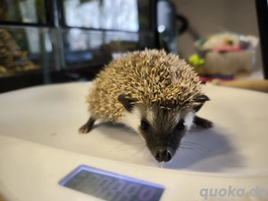 afrikanische Weißbauchigel 